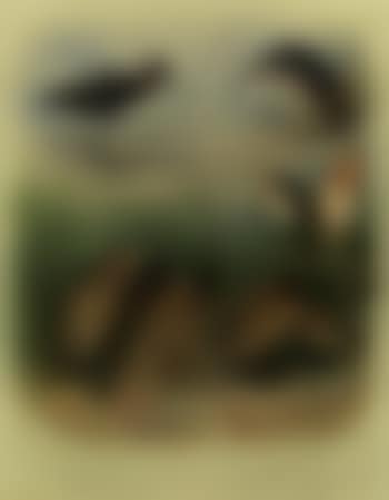 Glossy Ibis, Common Bittern, Night-Heron, Little Bittern (preview)