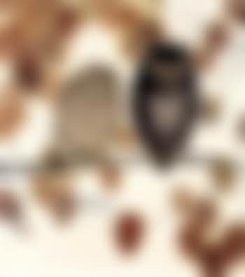 Two owls (preview)