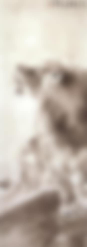 Lion (preview)