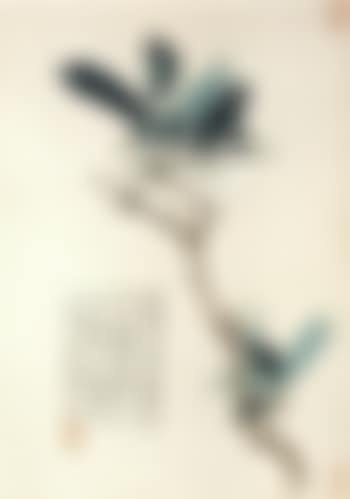 Magnolia (preview)
