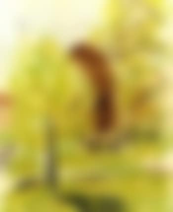 Trees in spring (preview)