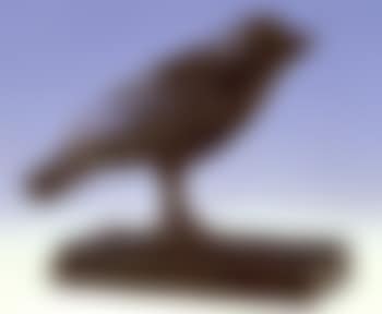 Oiseau (preview)