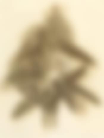 Amaryllis (preview)