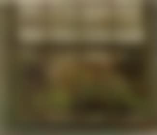 From a window, Chiswick (preview)