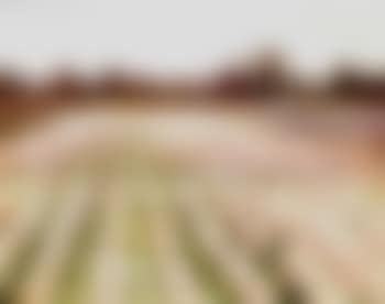 Field of flowers (preview)