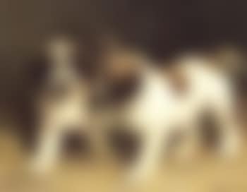 St. Bernard puppies (preview)