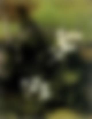 Woodland flowers (preview)