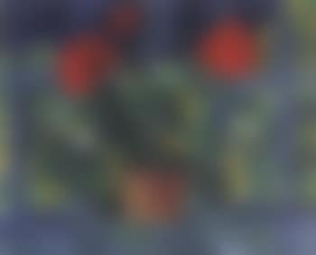 Potted plant on window ledge (preview)