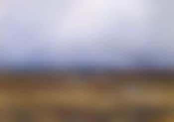 Wild geese landing in field (preview)