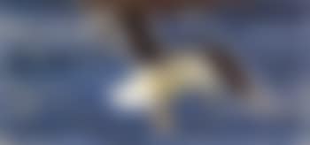Swooping seagull (preview)