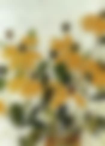 Gelbe Bluten in Vase (preview)
