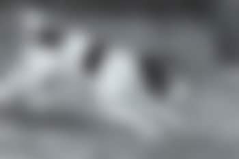 Running terrier (preview)