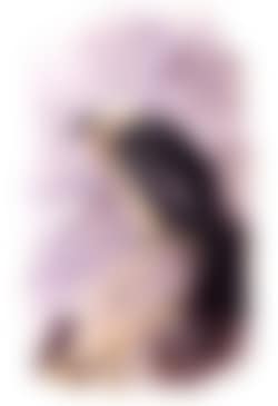 Bearded vulture or Lammergeier (preview)