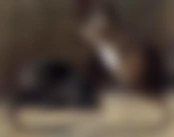 Old English black rat and Alexandrian rat (preview)
