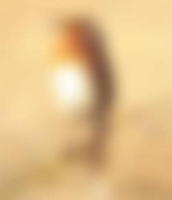 Robin (preview)
