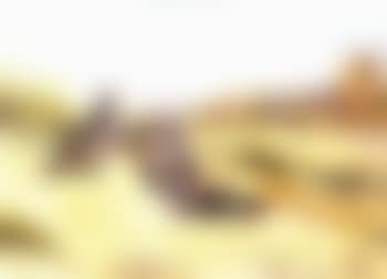 The dusting place - grey partridge (preview)