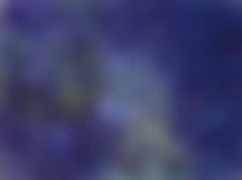 Oiseaux bleus dans une foret bleue (preview)