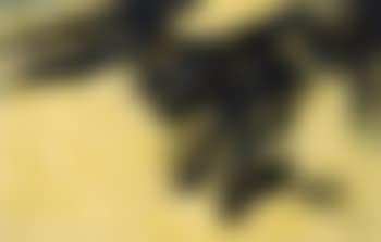 Song of golden autumn (preview)