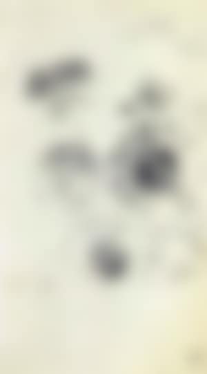 Etudes de fleurs (preview)
