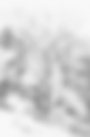 Figure on path by stream.Trees at Fordland.Studies of trees (preview)