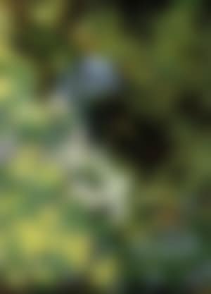 Robin feeding her young amongst primroses and bluebells (preview)