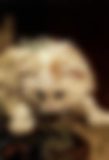 Cat stalking butterfly (preview)