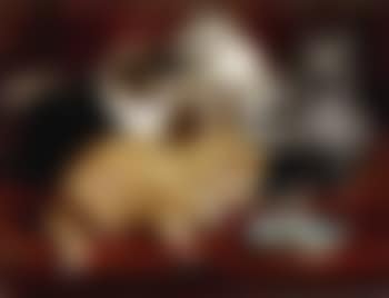 Playful kittens (preview)