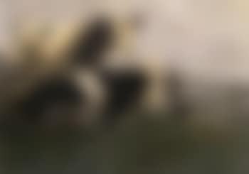 Two cows (preview)