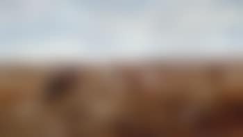 Branding cattle - refractory cow (preview)