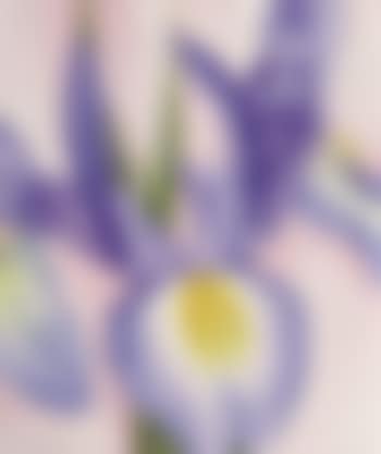 Lavender iris (preview)