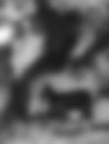 Goat in landscape (preview)