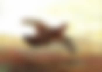 Red grouse in flight above moorland (preview)