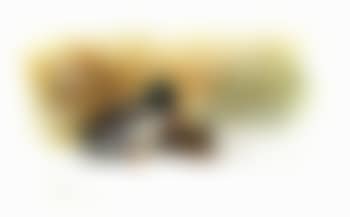 Pair of mallard ducks (preview)
