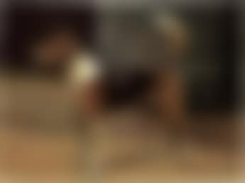 Stormer (preview)