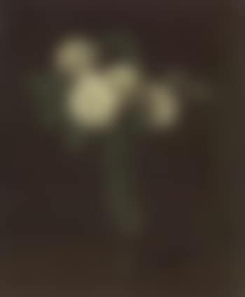 Roses blanches dans une flute a champagne (preview)
