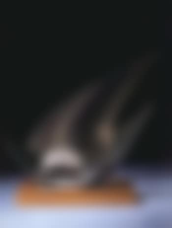 Stringed figure, Curlew (preview)