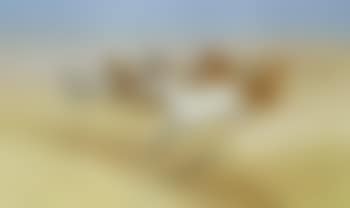Arab Stallions running wild in desert (preview)