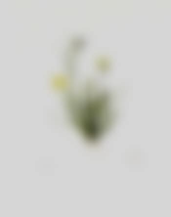 Studies of Sisyrinchium convolutum and sub study of flower, pistil and seed (preview)