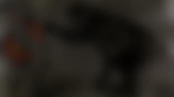 Monkey with fruit (preview)