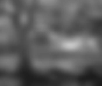 River beyond the shade tree (preview)