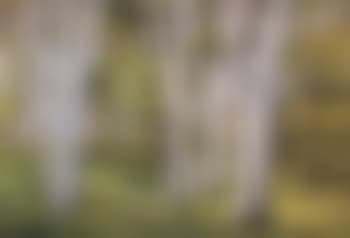 Birch forest (preview)