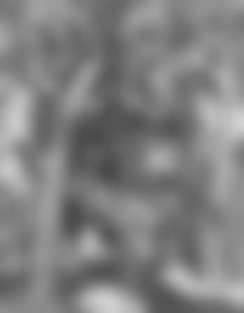 Trees-Landschap Bergen (preview)