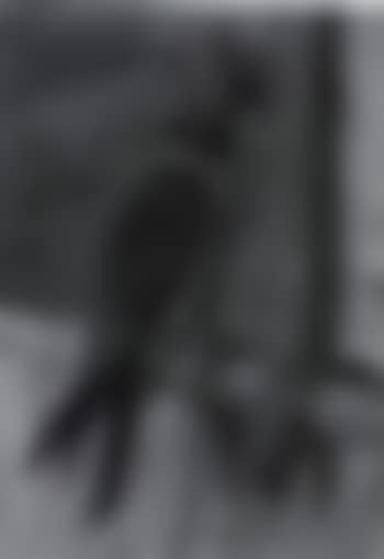 Hooded Falcon (preview)