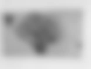 Paros tree (preview)