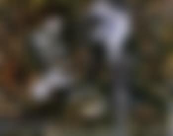 Magi flute (preview)