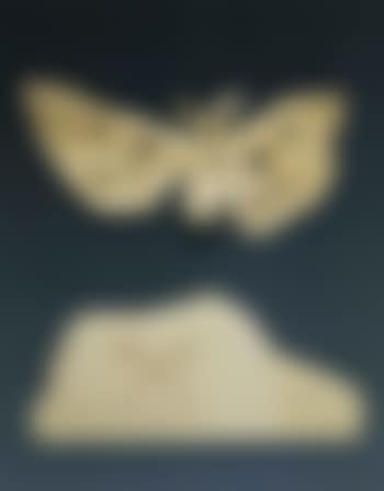 Papillon. Tete de chat (preview)