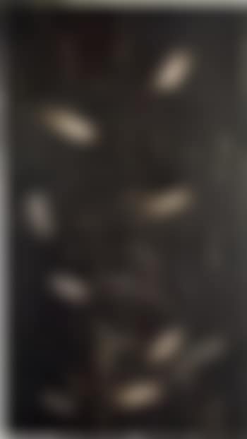 Solitario (preview)
