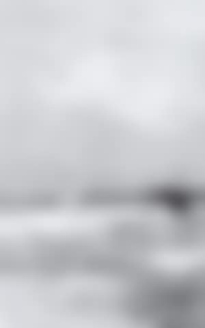 Gulls feeding in harbour (preview)