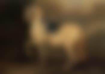 Lipizzaner stallion (preview)