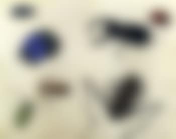 Mottled longhorn beetle, musk beetle, rhinoceros beetle and other be etles (preview)